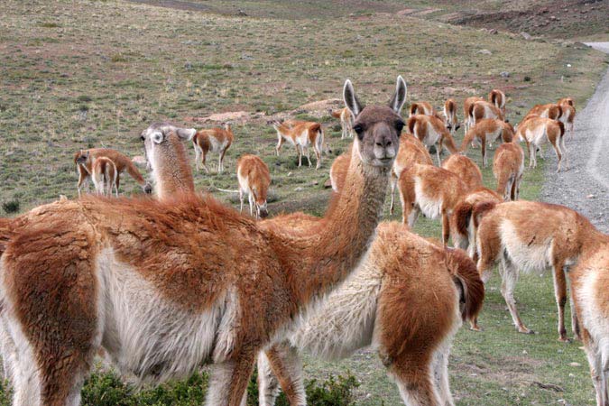 Guanacos