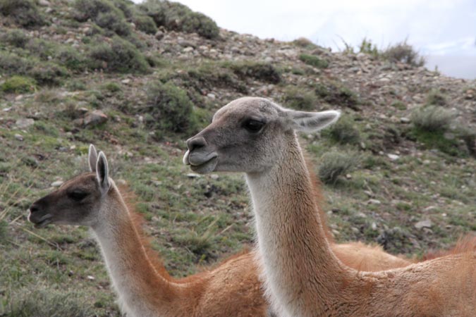 Guanacos