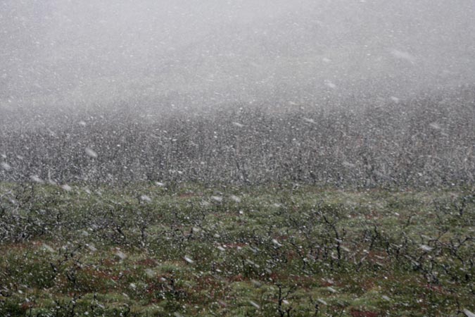 Bourrasques de neige