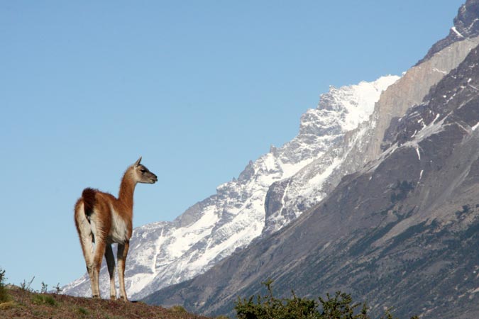 Guanaco