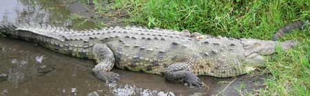 Crocodile. Crocodile.