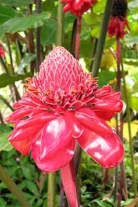 Roses de porcelaine.