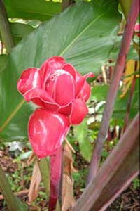 Roses de porcelaine.
