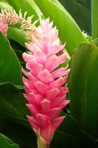 La flore du Costa Rica.