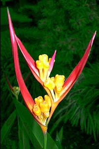 La flore du Costa Rica.