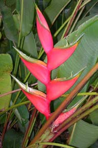 La flore du Costa Rica.