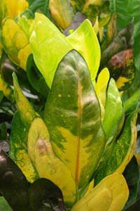 La flore du Costa Rica.