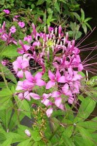 La flore du Costa Rica.