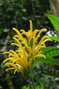 La flore du Costa Rica.