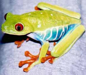 Animaux en technicolor !!! Animaux en technicolor !!!