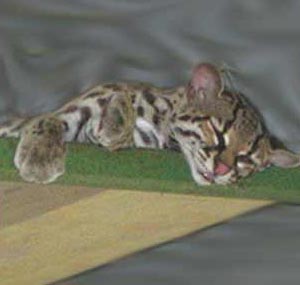 Ocelot. Ocelot.