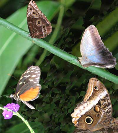 Dans la serre des papillons. Dans la serre des papillons.