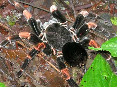 Tarentule. Tarentule.