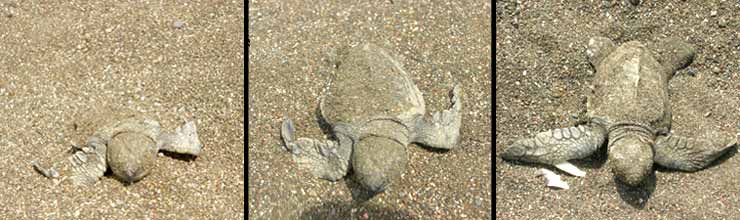 Bébés tortues. Bébés tortues.