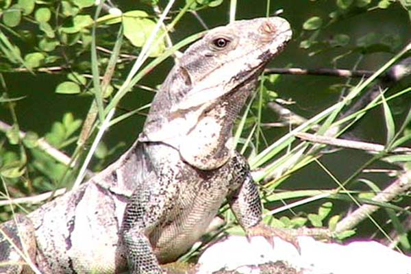 Iguane.