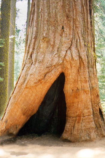 Yosemite, un parc de type alpin.