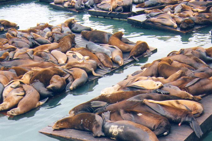 Des otaries par centaines dans le port de San Francisco.