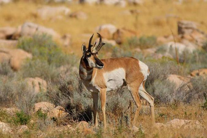 Les antilopes ne se laissent pas approcher facilement.