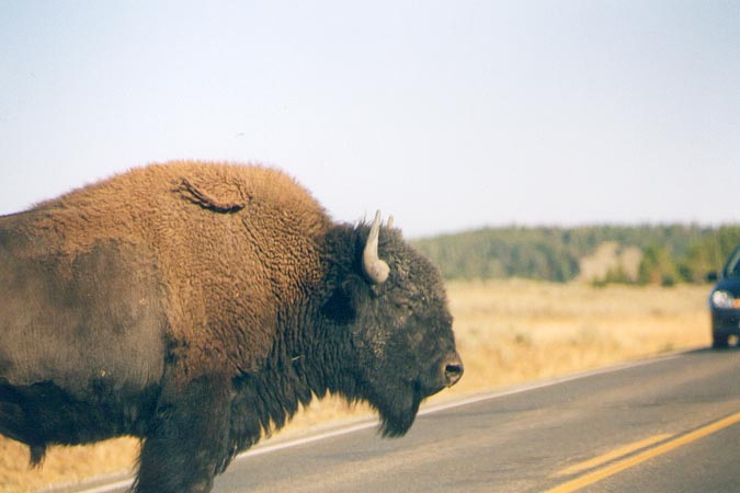 Les bisons traversent la route sans complexe.
