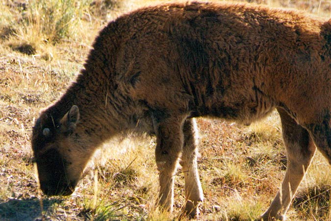 Un bébé, cette grosse bête ?