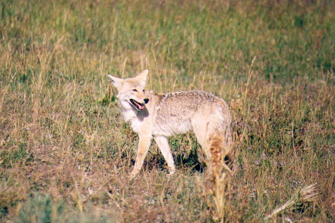 Un coyote à la recherche de nourriture.