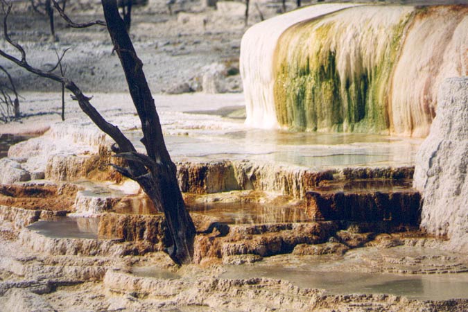 Terrasses de Mammoth Hot Springs: ne pas marcher ici, croûte terrestre trop fragile!