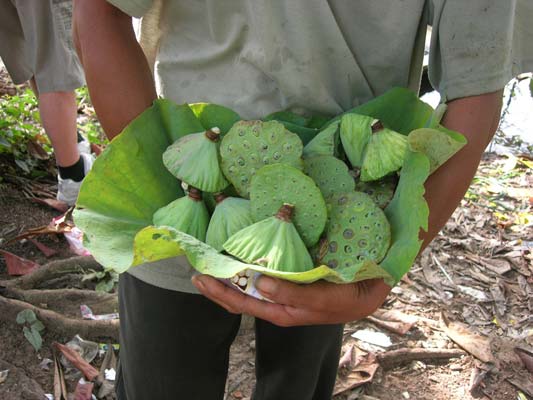 Fruits du lotus