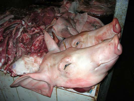 Tête de porc Tête de porc