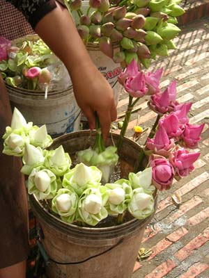 Fleurs de lotus