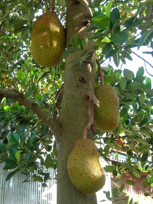 Fruits du jaquier