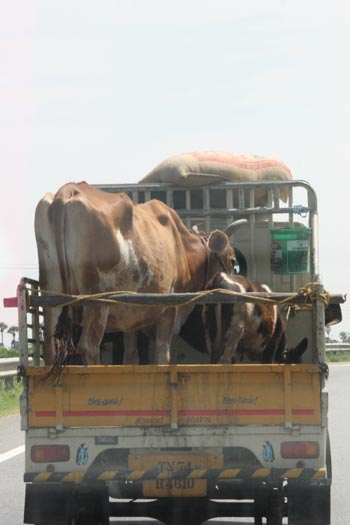 Transport de bestiaux!