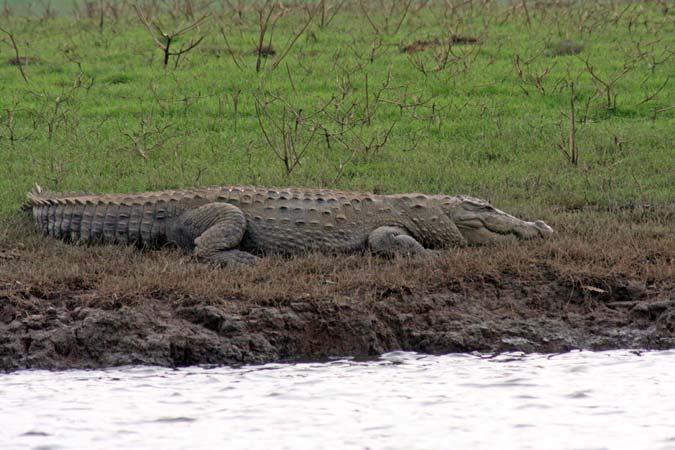 Kabini