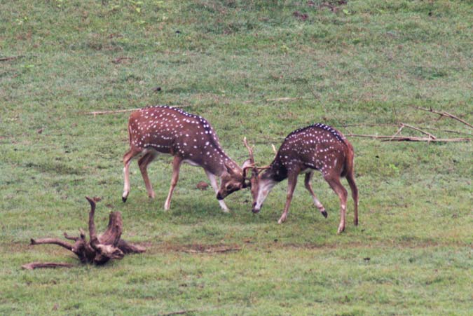 Kabini