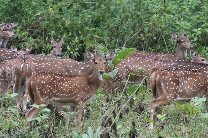 Kabini