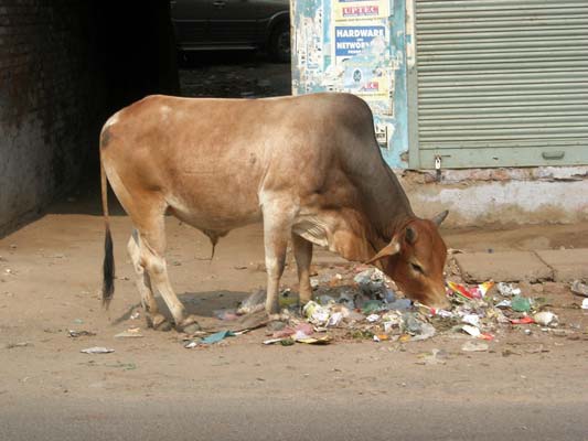 Vache sacrée