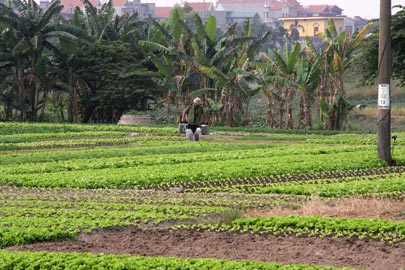 Cultures maraîchères.