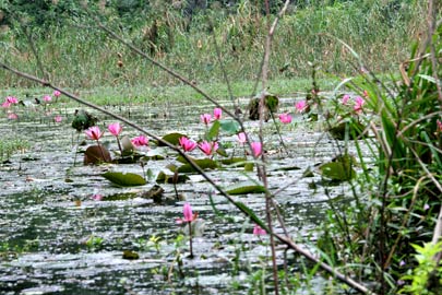 Fleurs de lotus.