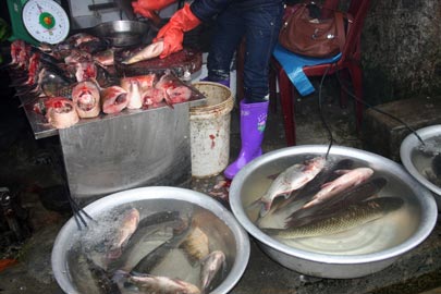 Poissons sur le marché.