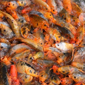Carpes. Carpes.
