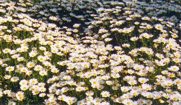 Le jardin de Blanès.