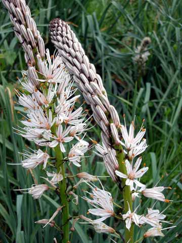 Fleur sauvage qui pousse au bord des routes.