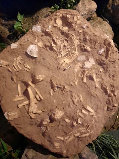 Paléosite Paléosite