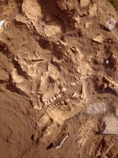 Paléosite Paléosite