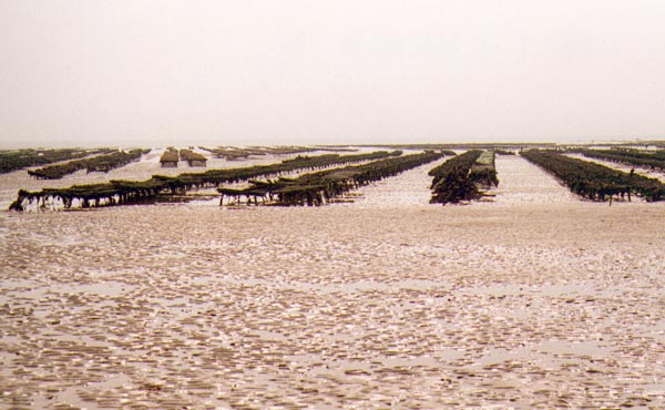 Les huitres, activité importante de l'île de Ré.