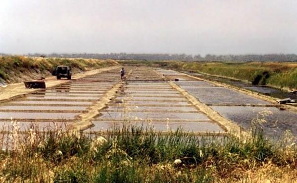 Les salines de Ré.