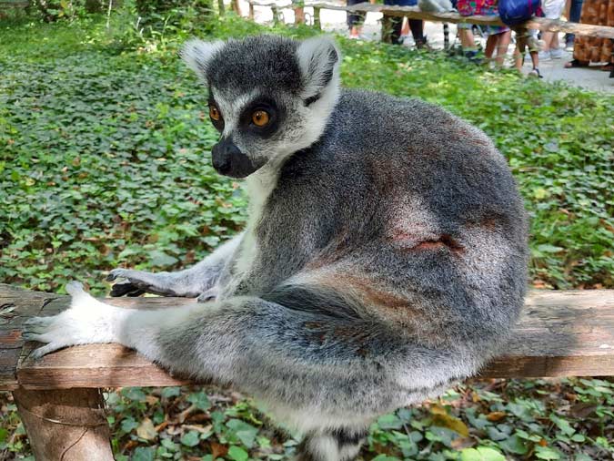 Vall&eacute;e des singes