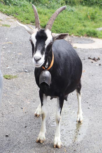 Village des Lindarets Village des Lindarets