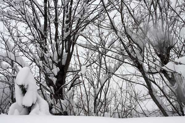 Branches enneigées.