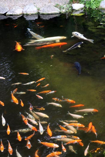 Jardin aquatique de St Didier