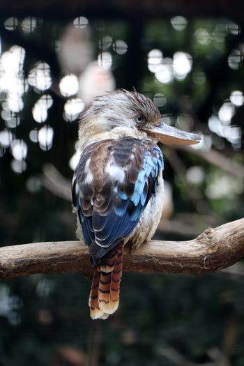Parc des Oiseaux